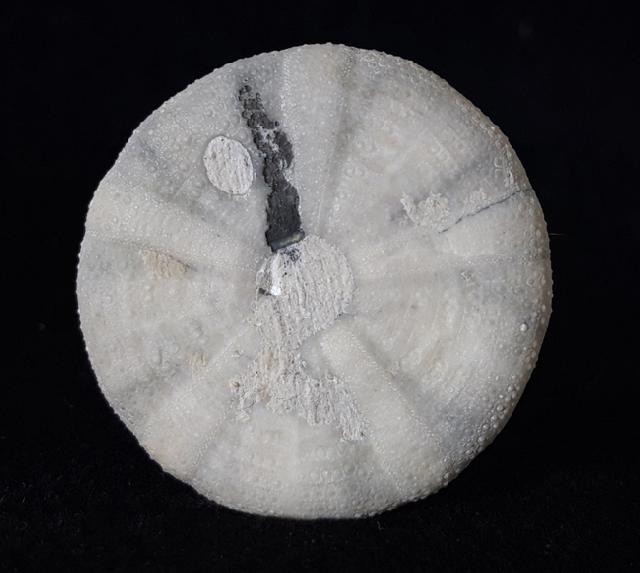 Camerogalerus cylindricus (LAMARCK 1816) - Bild © FossNet FossilienStore